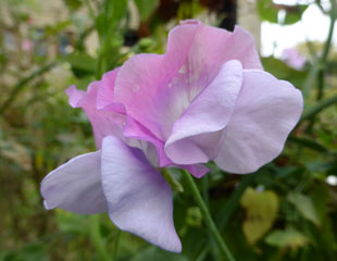 light mauve sweet pea