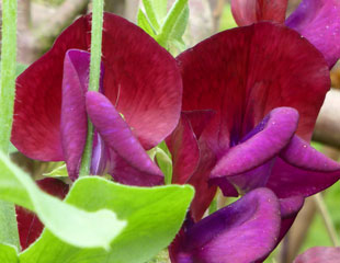 Lovely sweet peas