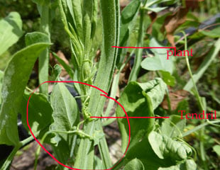 Sweet pea plant and tendril
