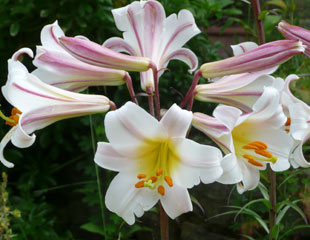 Lovely scented Stargazer Lily