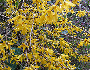 Forsythia shrub