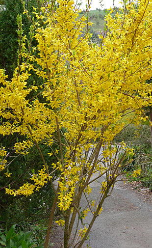 Forsythia shrub in full bloom