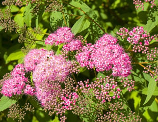 Spiraea Japonica 'Anthony Waterer'