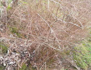 Spiraea Canescens in Winter