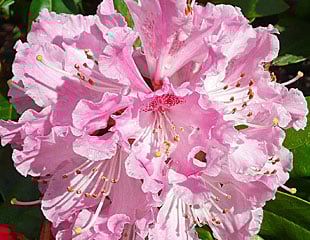 Rhododendron beautiful pink blooms