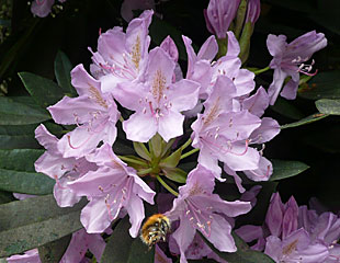 淡紫色杜鹃带蜜蜂