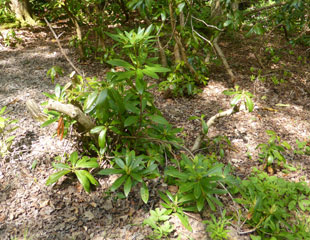 Rhododendron growing back after hard prune