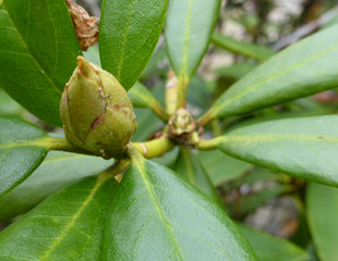 Rhododendron new bud foreground old bud removed background