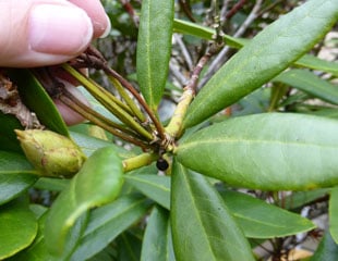 Rhododendron removing old bud