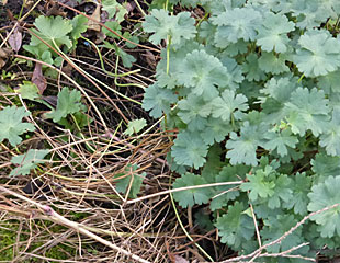 Geranium pyrenaicum common name Hedgerow Geranium  In winter