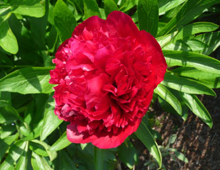 How to plant and care for Peony a lovely summer flowering perennial