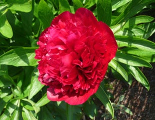 Peony officinalis 'Rubra Plena'