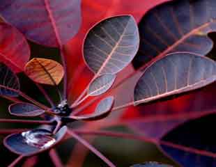 Cotinus coggygria 'Royal Purple'