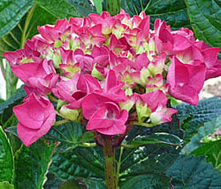 hydrangea