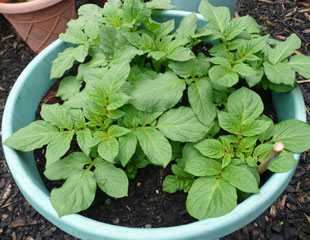 Potatoes growing in a container