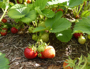 strawberries growing