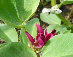 Beautiful crimson flowering broad bean