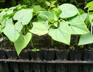 芸豆在植根器中发芽
