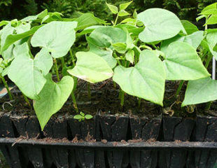 Runner beans germinated in root trainers