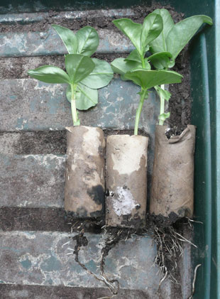 Broad beans germinated in toilet roll holders