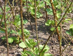 Broad bean support system using natural materials