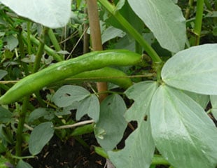 Broad bean second crop