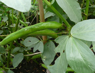 Broad bean second crop