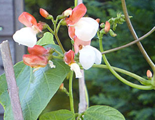 Runner beans in flower