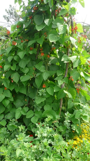 Runner beans growing up teepee