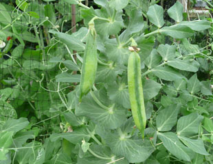 peas growing up netting