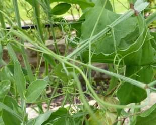 sweet-pea-tendrills-distort-the-natural-growth-of-the-plant-