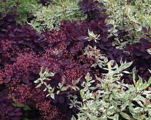 Cotinus-coggygria-with-Cornus-10-x-8