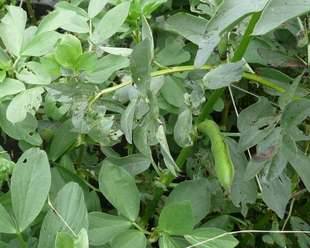 Broad beans producing a second crop 