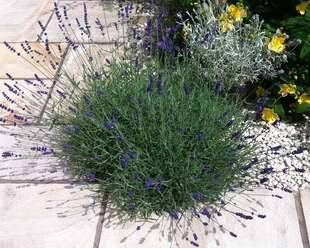 Lavender 'Hidcote' on a  path 