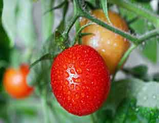 在温室里种西红柿