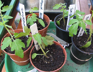 tomato-seedlings-310-x-240