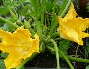 Courgettes in veg plot
