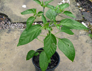 Chilli plant