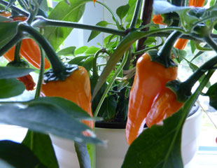 Growing Chillies