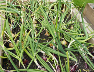 Onions growing in the veg plot