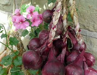 Storing red onions