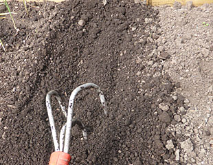 胡萝卜需要非常细耙的土壤才能生长