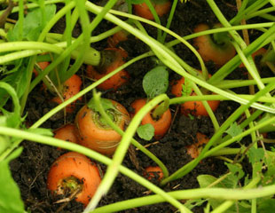 Lovely carrots ready for harvesting