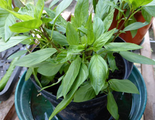 Thai Basil growing in a container