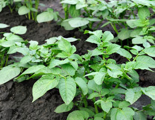 新种植的土豆。