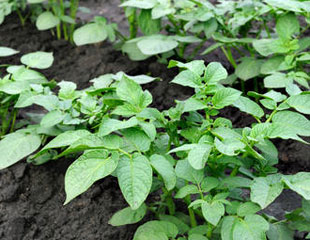 Newly planted potatoes.