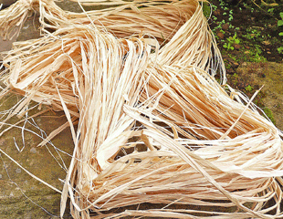 raffia makes great plant ties