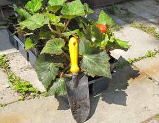 bedding plants with trowel