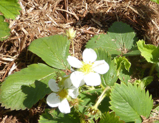 strawberry mulch