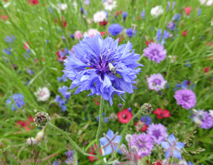 cornflower